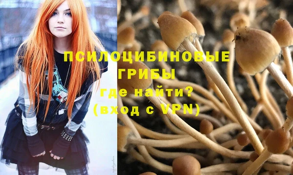 прущие грибы Вяземский